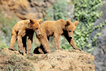 Beautiful brown bear cubs playing on a mountain ridge