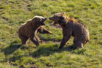 Impressive fight between brown bears showing their open jaws