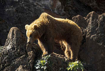 Beautiful backlight of a brown bear standing on top of some rocks