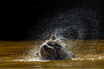 Brown bear bathing in the river, shaking its head to get rid of the water and creating a beautiful splash effect against the light © Arturo