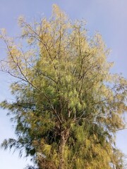 softly pine branch over the sky