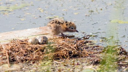 lion cub in the grass