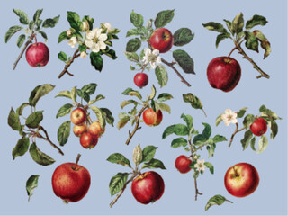 Illustration style apple/apple blossom illustration