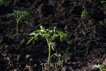 A young tomato seedling in the garden.A young tomato seedling in the garden.