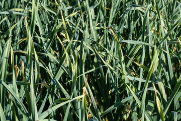 Garlic leaves, garlic bed in the garden.