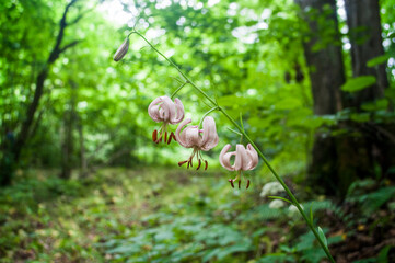 Lilium martagon - martagon lily or Turk's cap lily in the forest