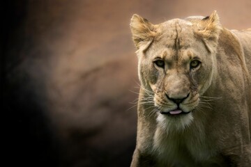 Close-up portrait of a lioness with a blurred background in natural habitat