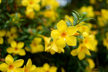 yellow flower ( Allamanda Cathartica ) in thailand.