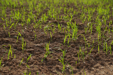 Close up of rice seedlings, Thailand rice farm start planting the rice tree when rainy season comes.