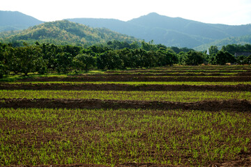 Scenery of rice seedlings, Thailand rice farm start planting the rice tree when rainy season comes.