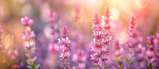 Fototapeta premium Delicate flowers in sunny meadow