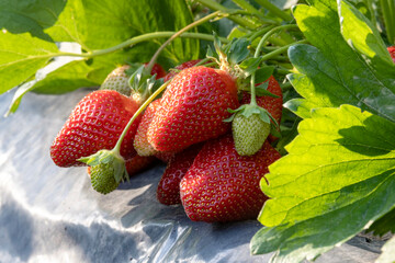 Ripe red strawberries on mulching film after rain. Ripe strawberries in the garden.