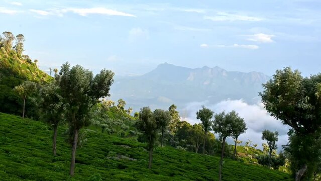landscape with trees, time lapse, white clouds moving on Western ghats mountain background in tea plantation of Nilgiris, South India