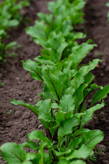 A bed of young beet seedlings against fertile soil. Close up. Vertical crop. Selective focus.
