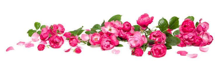 bed of roses, large bunch of colorful pink flowers, buds, petals and leaves loosely spread on a surface, isolated over a transparent background, love, Valentine's or botanical design element, PNG