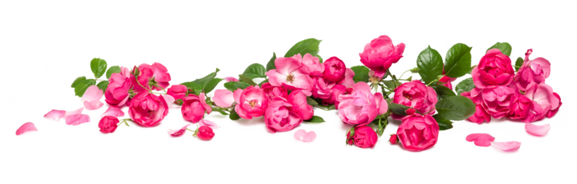 bed of roses, large bunch of colorful pink flowers, buds, petals and leaves loosely spread on a surface, isolated over a transparent background, love, Valentine's or botanical design element, PNG
