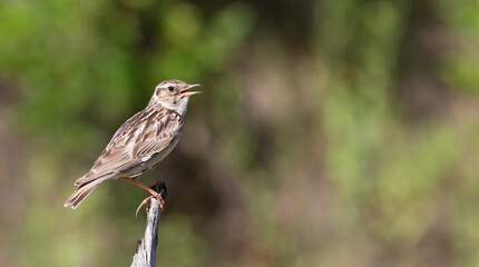 Woodlark, Lullula arborea. Early in the morning, a bird sits on a dry branch and sings