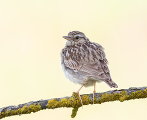 Woodlark, Lullula arborea. A bird sits on a beautiful branch, fluffs its feathers and sings