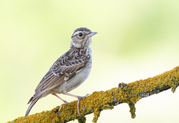Woodlark, Lullula arborea. A bird sits on a beautiful branch on a blurred pastel background
