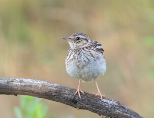 Woodlark, Lullula arborea. Early in the morning, a bird sits on a branch