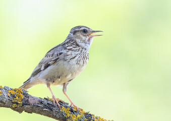 Woodlark, Lullula arborea. A bird sits on a beautiful branch on a flat background and sings