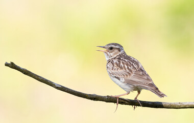 Woodlark, Lullula arborea. A bird sits on a branch on a flat background and sings