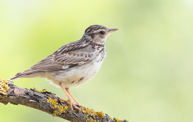 Woodlark, Lullula arborea. A bird sits on a beautiful branch on a blurred pastel background