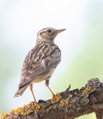 Woodlark, Lullula arborea. A bird sitting on a beautiful old branch, close-up of a bird
