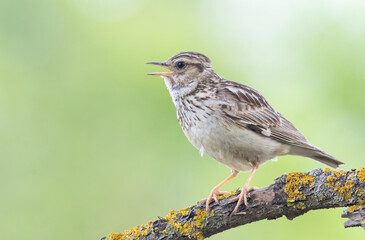 Woodlark, Lullula arborea. A bird sits on a beautiful branch on a flat background and sings