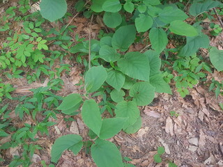 Image of samera in bloom on the trail in Deokjeong Park