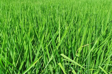 background, pattern, texture, food, summer, nature, grass, landscape, leaf, green, color, farm, agriculture, plant, rice, environment, growth, photography, field, beautiful, natural, organic, season, 