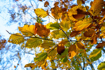 sunlit autumn, colorful beech leafs, fagus sylvatica