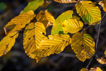 sunlit autumn leaves, colorful fall, colorful hornbeam leafs, carpinus