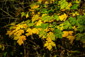 sunlit autumn, colorful maple leafs, Acer