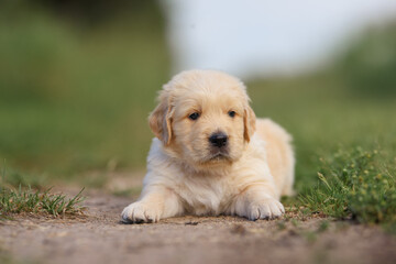 small dog golden retriever labrador puppy sitting on the road. dog for sale