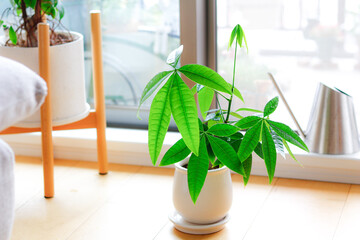 観葉植物（パキラ）