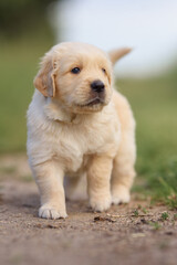 small dog golden retriever labrador puppy sitting on the road. dog for sale