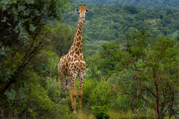 Obraz premium Giraffe in the Kruger National Park, South Africa 