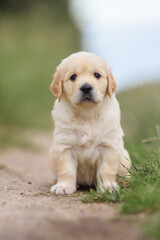 small dog golden retriever labrador puppy sitting on the road. dog for sale