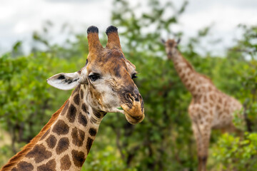 Giraffe in the Kruger National Park, South Africa 