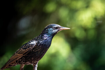 A Close Up of a European Starling Standing on a Branch in a Green Forest