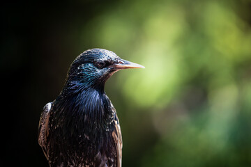 A Close Up Of A European Starling In A Green Setting