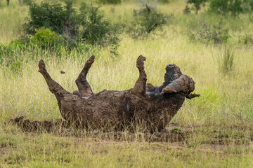 African Buffalo Bull rolling in the mud in the Kruger National Park, South Africa 
