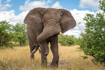 Elephants in the Kruger National Park, South Africa 