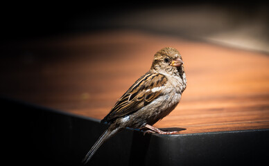 A Small Brown Sparrow Perched on a Wooden Table in the Sunlight