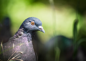 A Close-Up Portrait of a Pigeon in a Green Garden Setting