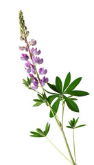 Violet lupine flower isolated on white background. Bunch of colorful lupines, spring flower.
