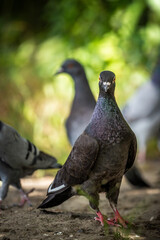 Closeup Of A Pigeon In A Park On A Sunny Day