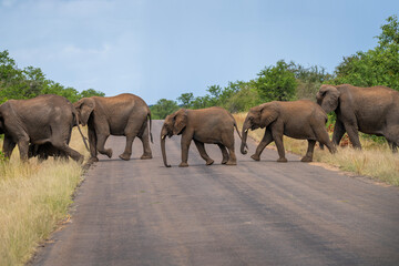 Elephants in the Kruger National Park, South Africa 