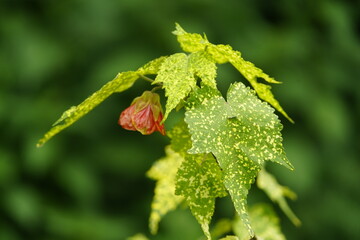 Abutilon pictum, syn. Abutilon striatum (disputed), is a species of flowering plant in the family Malvaceae.  It is native to southern Brazil, Argentina, Paraguay and Uruguay. Hanover, Germany.